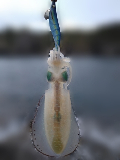 秋イカエギング